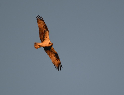 osprey flight wings sunrise sky pennyslvania schuylkill lake locust