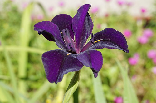 iris louisianairis louisianairisdeltastar tryonpalace northcarolina newbern sony sonya58 sonyphotographing purple flower garden