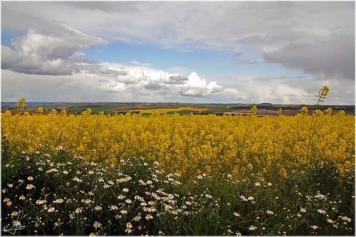 flores primavera amarillo cielo nubes tormenta campo canoneos margaritas zamora castillayleón colza sembrado brassicanapus 1000d