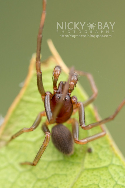 Tube Dwelling Spider (Segestriidae) - DSC_7619