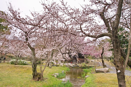 【写真】2013 桜 : 渉成園/2020-04-06/IMGP8900