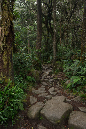 fern forest landscape geotagged moss malaysia borneo mountkinabalu mountkinabalutrail