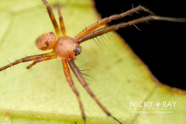 Orb Web Spider (Araneidae) - DSC_0850