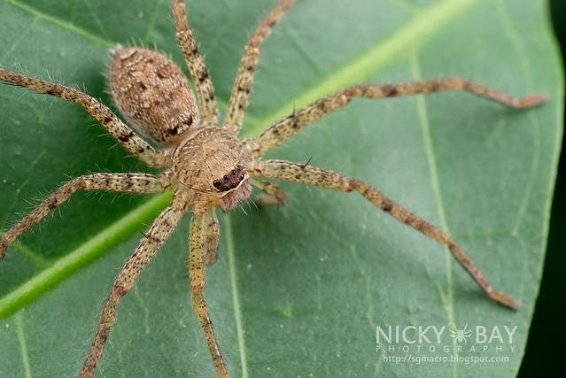 Huntsman Spider (Sparassidae) - DSC_1847