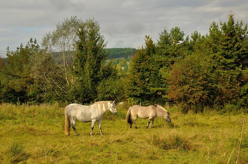 blanchefontaine belgique horses vielsam chevaux animal pasture pâturage 1685f3556gedvr nikon nikkor d90 wallonie wallonia walonne pantchoa françoisdenodrest