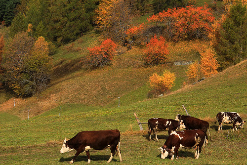 autunno valdaosta mucche valtournenche allegrisinasceosidiventa lamagdelaine chromaticcontrast
