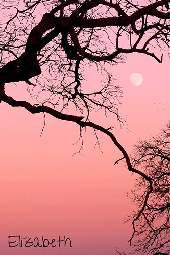 pink trees sunset moon silhouettes sonynex5n