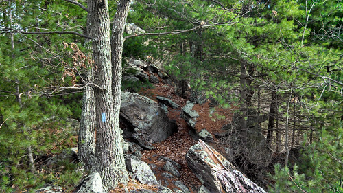 pennsylvania trail lichen sunsetrocks