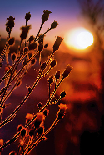flowers sunset beautiful silhouette canon haze weeds dusk bayarea bluehour alameda hdr portofoakland imperfect 5dmarkii simontsegay