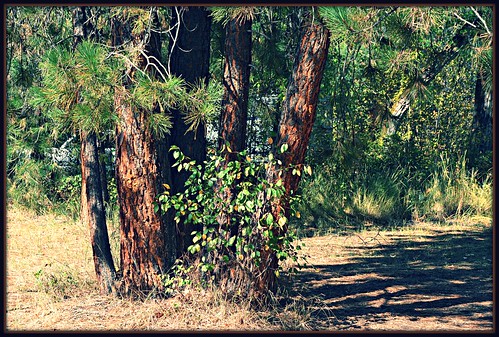 trees texture nature river montana shadows missoula campground 196 clarkforkriver beavertailhillstatepark