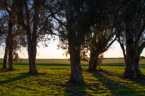 california trees usa america sunrise flora force military air unitedstatesofamerica travis eucalyptus base fairfield