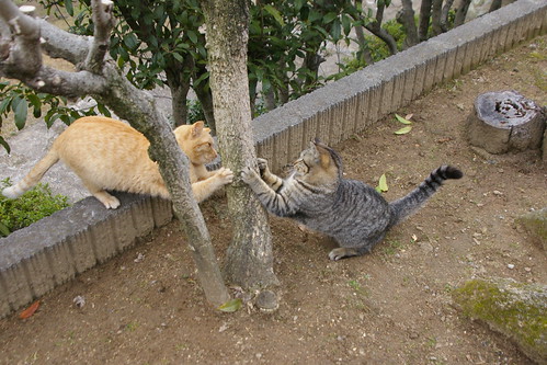 Fighting cats in Onomichi, Hiroshima, Japan / Mar 1, 2014