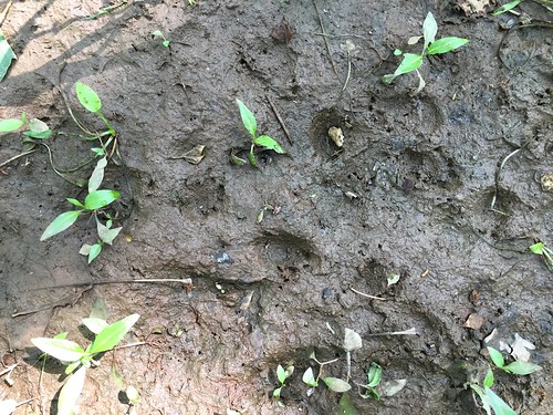 f16woo41 warriorspathstatepark bedfordcnhi bedfordcounty tracks porcupine erythizondorsatum mammal
