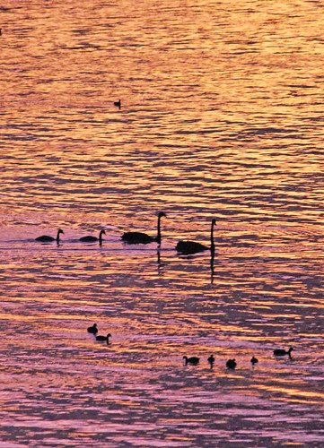 lake sunset colour silhouette swans ducks lakemoogerah queensland australia
