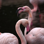 pentax_55-300mm_plm_coy_flamingo_1492071353