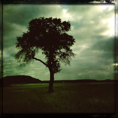 sun sunlight tree landscape solotree johnslens iphoneography hipstamatic danapeakpark canocafenolfilm purehipstamatic hipstaconnect hipstaweekly