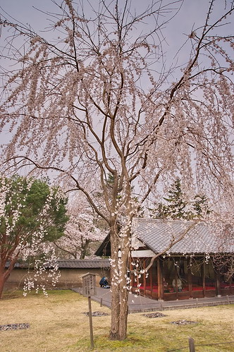 【写真】2013 桜 : 醍醐寺/2021-10-20/IMGP9027