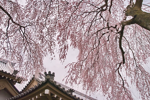 【写真】2013 桜 : 醍醐寺/2021-10-20/IMGP9047