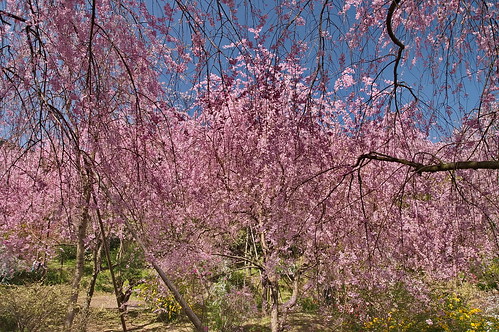 【写真】2013 桜 : 原谷苑（２）/2021-02-05/IMGP9981