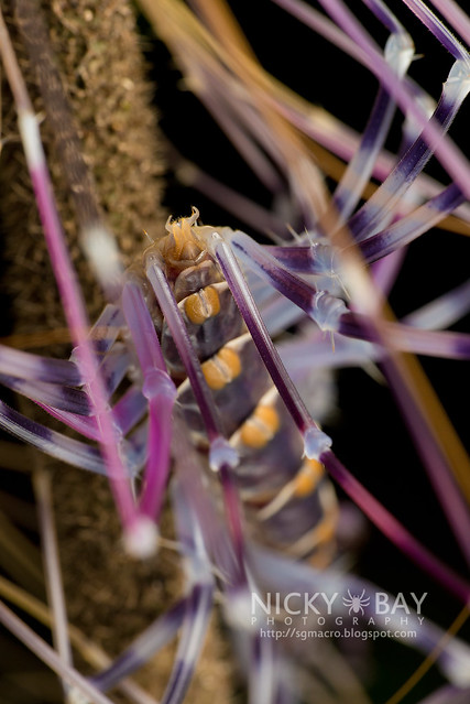 House Centipede (Scutigeridae) - DSC_0123