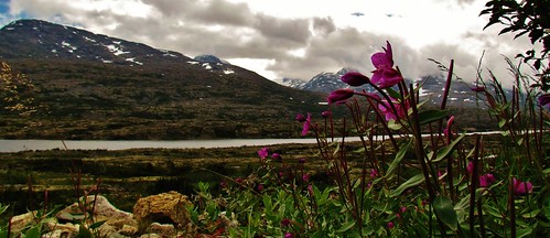travel flowers sky white mist snow canada storm mountains ice nature water rock clouds canon landscapes scenery rocks view britishcolumbia country peaceful powershot glacier daytime wildflowers geology tranquil coastmountains klondikehighway waltphotos lordwalt sx30is