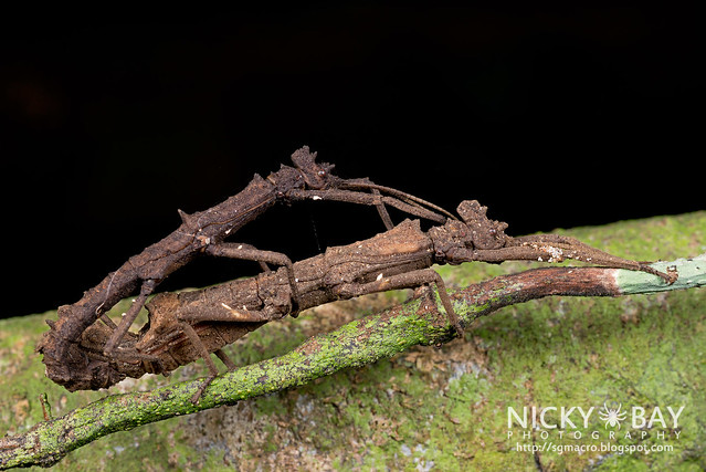 Stick Insects (Phasmatodea) mating - DSC_3775