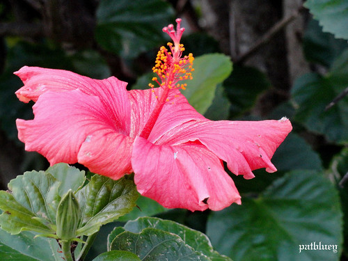 A pink Hibiscus