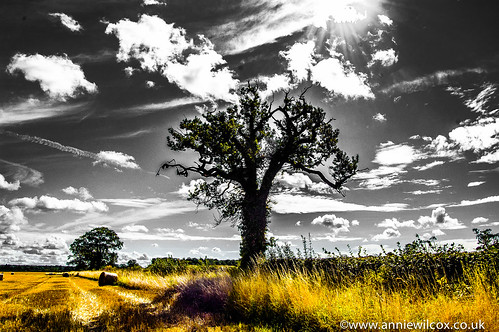 uk greatbritain england white black color tree clouds landscape photography europe britishisles unitedkingdom britain landscaping straw british stubble landscapephotography southstaffordshire