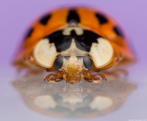 party macro closeup eyes beetle ladybird ladybug harlequin extensiontube coleoptera harmoniaaxyridis mpe65mm 14xteleconverter colwickpark canon5dmkii 430exiispeedlite