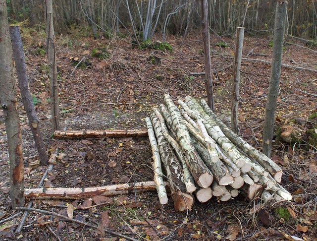 DSC_7541 freshly felled logs