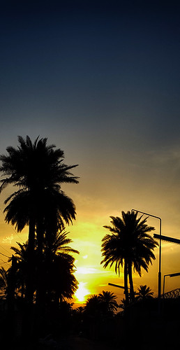 sunset palm