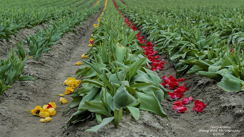 tulips valley skagit skagitcountywashington nikond3s