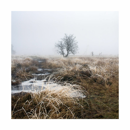mist frost strensallcommon grass tree ice bog yorkshire