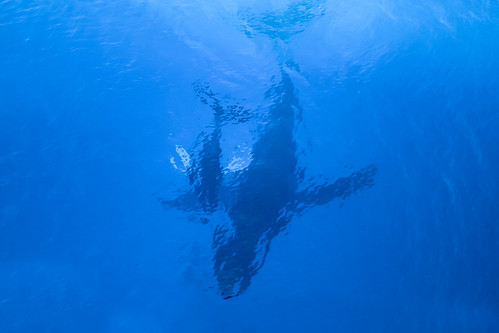 maui calf humpbackwhale motherandchild humpbacknationalmarinesactuary ocean hawaii cetacean whale