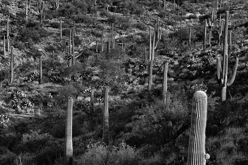 arborescenttreelikecactus blackwhite cactus cactusacrossdesertlandscape cactusforestdrive cactusforestscenicloopdrive capturenx2edited carnegieagigantea colorefexpro day1 desert desertlandscape desertplantlife engelmanspricklypearcactus hillsides huachucaarea intermountainwest landscape lookingsouth nature nikond800e opuntiaengelmannii outside project365 rinconmountains roadsidestop saguaro saguarocactus saguaronationalpark saguaronationalparkrinconmountaindistricteast silverefexpro2 sonorandesert southeastarizonaranges southwestbasinsandranges arizona unitedstates