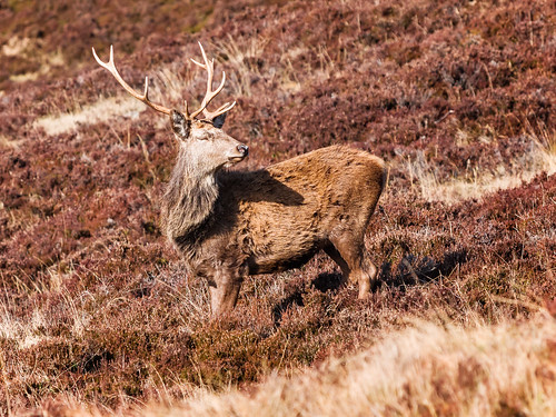 2017 aberdeenshire antlers deer red royaldeeside scotland spittalofglenmuick stags birkhall unitedkingdom