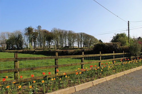 hff fence tulips flowers trees rookery telegraphpole driveway oaktreecottage wexford ireland irish canoneos100d garden htt