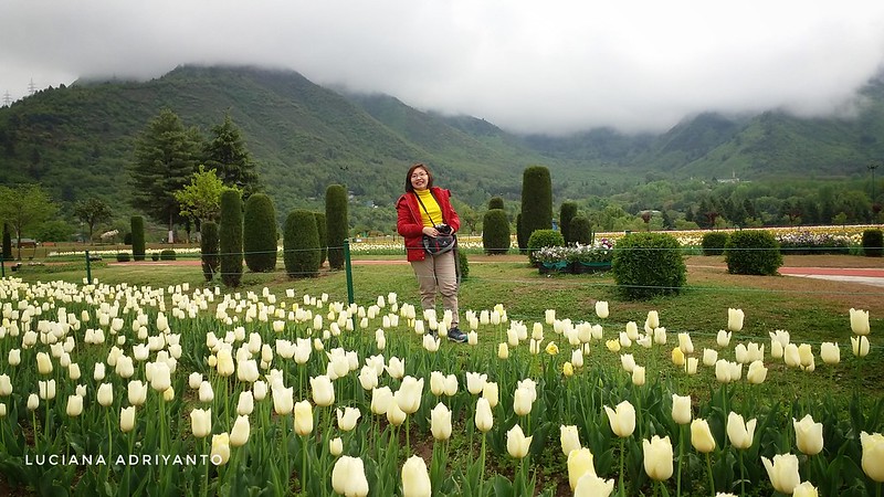 Indira Gandhi Tulip Garden Srinagar, Kashmir  23 April 2017