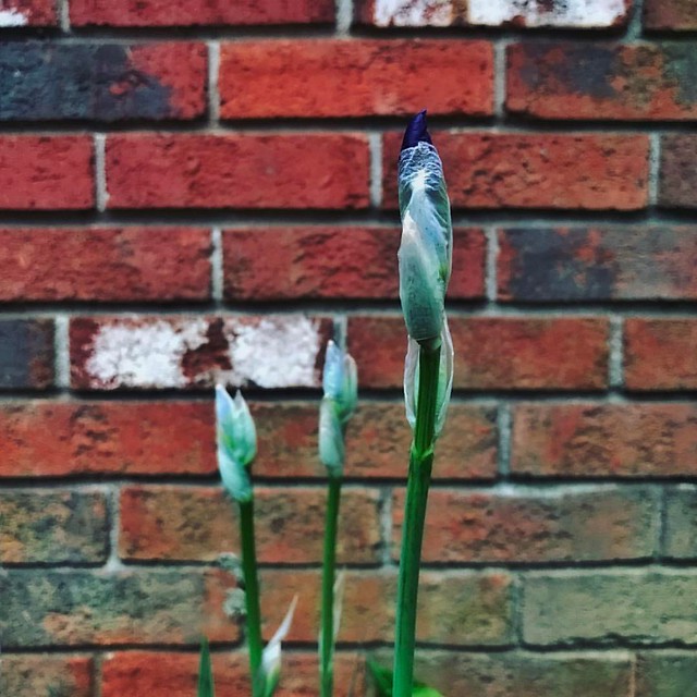Irises #irises #flowers #spring #gardens #patiogarden