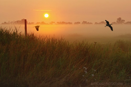 morning heron nature fog sunrise germany pentax fields peninsula zingst mecklenburgwesternpomerania dars k200d