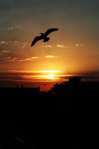 uk sunset red sky orange seagulls beach silhouette coast seaside sand seagull yorkshire horizon salty northsea filey yorkshirecoast britishcoast