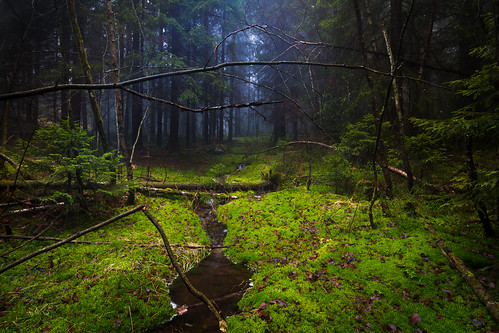trees light tree green leaves oslo fog forest moss stream branches skog vegetation clearing bekk bjerke urskog lillomarka årvoll årvollåsen
