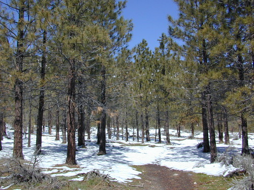 winter snow hiking hike trail alpine pines lospadresnationalforest pinemountainclub