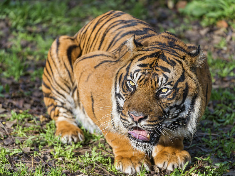 Nice lying male Sumatran tiger