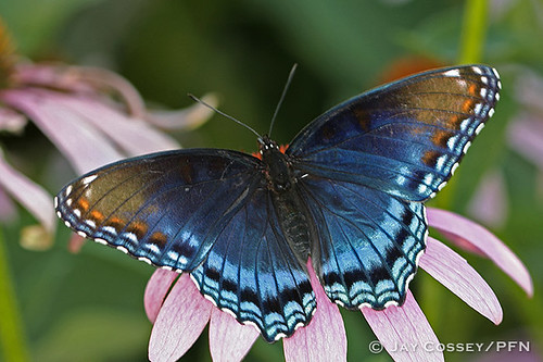 butterfly feeding admiral insecta nectaring brushfoot lepidopterabutterfliesmoths photographerjaycossey