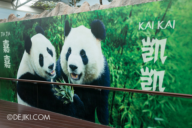 River Safari - Giant Panda Forest / Poster