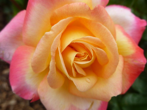 pink flowers roses orange flower rose wisconsin garden greenbay greenbaybotanicalgarden
