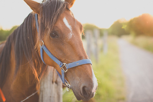sunset summer horse sunlight slr animal digital canon photography eyecontact flickr dof view image perspective picture shutter 365 dslr normandy sunraise softtones project365 365days 365project youperspective