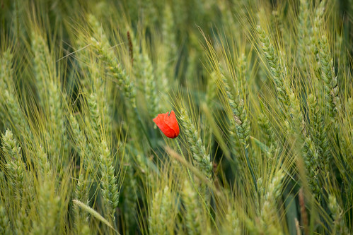 france rouge vert colores campo normandie ok campagne normandy couleur champ coquelicot blé