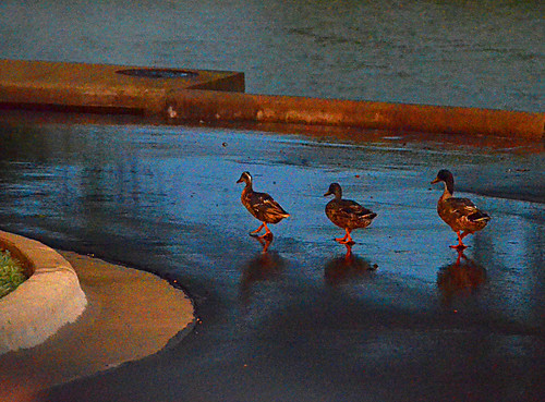 sunset rain texas ducks georgetown suncity